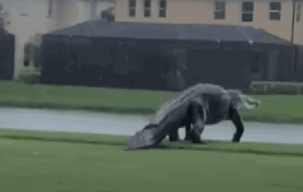 TEŽAK SKORO 400 KILOGRAMA: Džinovski aligator ulovljen u Misisipiju, lovci opisali borbu